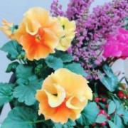 画像(180x180)・拡大画像(480x480)