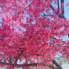 �摜(240x240)�E�g��摜(640x640)