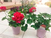 画像(180x135)・拡大画像(640x480)