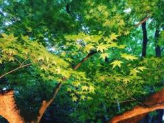 �摜(240x180)�E�g��摜(640x480)