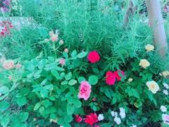 画像(240x180)・拡大画像(640x480)