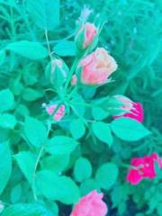 画像(180x240)・拡大画像(480x640)