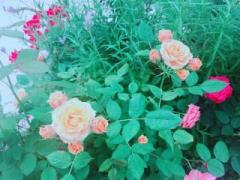 画像(240x180)・拡大画像(640x480)