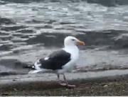 �摜(180x137)�E�g��摜(640x488)