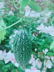 �摜(180x240)�E�g��摜(480x640)