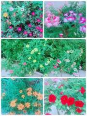 �摜(180x240)�E�g��摜(480x640)