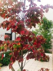 �摜(180x240)�E�g��摜(480x640)