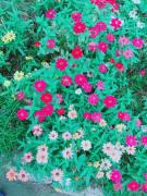 �摜(135x180)�E�g��摜(480x640)