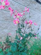 �摜(135x180)�E�g��摜(480x640)