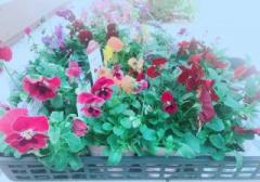 �摜(240x168)�E�g��摜(640x448)