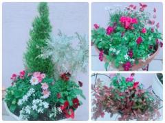 �摜(240x180)�E�g��摜(640x480)