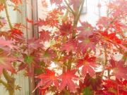 �摜(180x135)�E�g��摜(640x480)