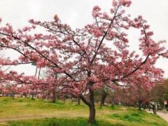 画像(240x180)・拡大画像(640x480)