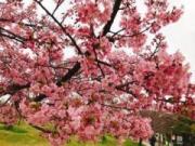 画像(180x135)・拡大画像(640x480)