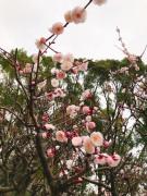 画像(135x180)・拡大画像(480x640)