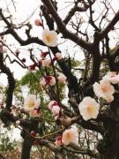 画像(135x180)・拡大画像(480x640)