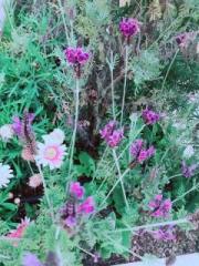 画像(180x240)・拡大画像(480x640)