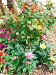 �摜(180x240)�E�g��摜(480x640)