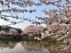 画像(240x180)・拡大画像(640x480)