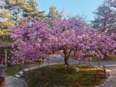 �摜(240x180)�E�g��摜(640x480)