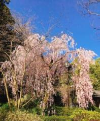 �摜(197x240)�E�g��摜(527x640)