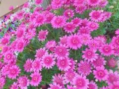 �摜(240x180)�E�g��摜(640x480)