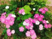 画像(180x135)・拡大画像(640x480)