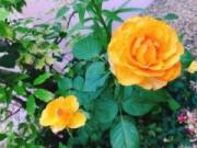 画像(180x135)・拡大画像(640x480)