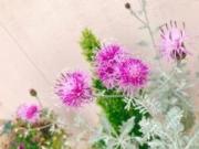 画像(180x135)・拡大画像(640x480)