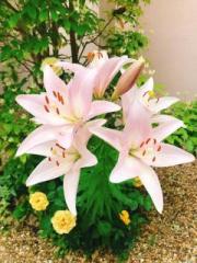 �摜(180x240)�E�g��摜(480x640)