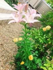 �摜(180x240)�E�g��摜(480x640)