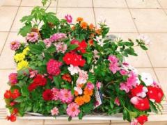 �摜(240x180)�E�g��摜(640x480)