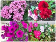 �摜(240x180)�E�g��摜(640x480)