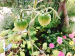 �摜(240x180)�E�g��摜(640x480)