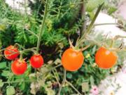 �摜(180x135)�E�g��摜(640x480)