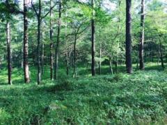 �摜(240x180)�E�g��摜(640x480)