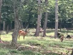 �摜(240x180)�E�g��摜(640x480)