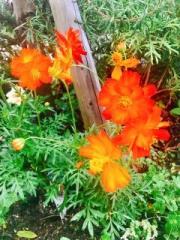 画像(180x240)・拡大画像(480x640)