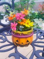 画像(180x240)・拡大画像(480x640)