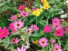 画像(240x180)・拡大画像(640x480)