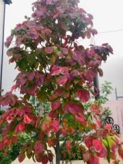 画像(180x240)・拡大画像(480x640)