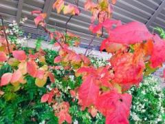 画像(240x180)・拡大画像(640x480)