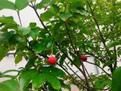 画像(240x180)・拡大画像(640x480)