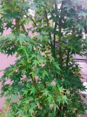 画像(180x240)・拡大画像(480x640)