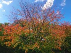 �摜(240x180)�E�g��摜(640x480)