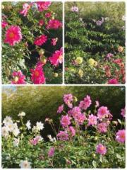 �摜(180x240)�E�g��摜(480x640)