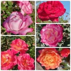 �摜(240x240)�E�g��摜(640x640)