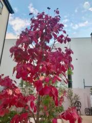 �摜(180x240)�E�g��摜(480x640)