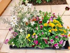 画像(240x180)・拡大画像(640x480)