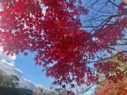 画像(180x135)・拡大画像(640x480)